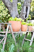 Terracotta pots of baby leaf lettuce on improvised table in garden