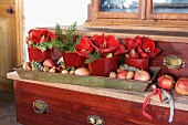 Red pots of amaryllis flowers, nuts and apples in metal tray