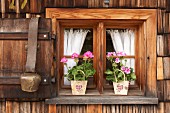 Geraniums in paper bags on windowsill and cowbell hanging from shutter