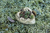 Ceramic love-heart planted with Sempervivum lying on frosty moss