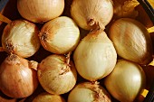 Organic onions at a market