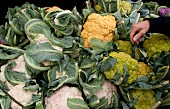 Different coloured cauliflower at a market