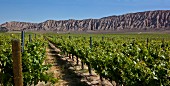 California vineyard