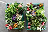 Zwei Gemüsekisten mit Biogemüse und Salat (Draufsicht)