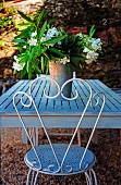 Metal chair in front of white-flowering oleander on garden table