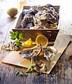 Unopened oysters in a crate and opened ones with lemon and parsley