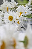Ox-eye daisies on table outdoors