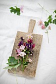Aquilegias of different colours on small wooden board