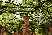 Stütze aus Ziegelsteinen mit Kapitell, darauf netzartige Pergola aus Zweigen im Garten der italienischen Villa Cimbrone