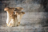Fresh king trumpet mushrooms