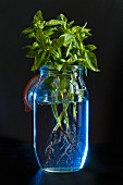 Basilikumzweige mit Wurzeln in Einmachglas mit Wasser