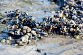 Mussels in mud, Sylt