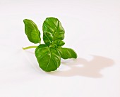 A sprig of basil on a white surface