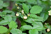 Unripe wild strawberries on a plant