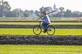 Reisbauer fährt mit Fahrrad durch Reisfelder (Vercelli, Piemont, Italien)