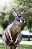 A kangaroo (Australia)