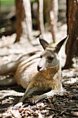 A kangaroo lying on the floor