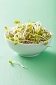 Radish sprouts in a white bowl
