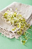 Radish sprouts on a linen cloth