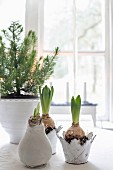 Hyacinths and small tree in decorative planters