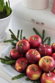White dish of red apples and fir branches