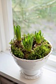 Hyacinths and moss in white ceramic pot on windowsill