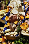Assorted mushrooms in wooden baskets with blue paper