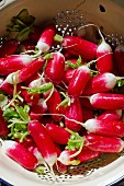 Freshly harvested and washed radishes in an enamel colander