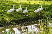 Geese by a stream