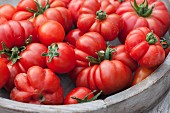 Tomaten der Sorte Ficarazzi (bzw. Geisenheimer oder Johannisfeuer)
