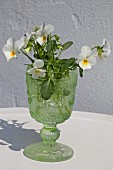 White violas in glass goblet