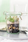 Sempervivum and sedum on layers of soil and pebbles in terrarium made from preserving jar