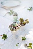 Arrangement of sempervivums, crassula and small cactus in old egg cups decorating table