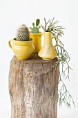 Vintage-style arrangement of yellow jugs and cacti on wooden block