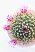 Blühender Kaktus mit pinken Blüten von oben