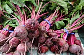Bunches of organic beetroot at a market