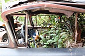 Vintage car used as container garden