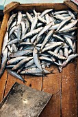 Fresh sardines in a wooden crate