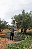 Olives being harvested in Trapani, Sicily, Italy