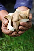 Hands holding freshly harvested king trumpet mushrooms