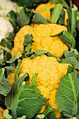 Yellow cauliflowers at a market