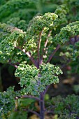 Kale in the field