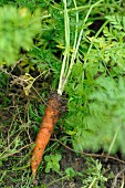 A freshly harvested carrots with leaves and soil