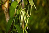 Green vanilla pods on a plant