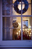 Blick von außen durch Sprossenfenster auf Kerzenhalter und Hund in weihnachtlich geschmücktem Wohnraum