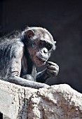 A bored chimpanzee at Leipzig Zoo