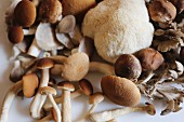 Maitake, shitake, piopinni, oyster and lion's mane mushrooms