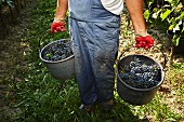 Red wine grapes being sorted in a vineyard