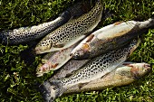 Sea trout in a meadow