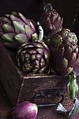Raw artichokes in an antique wooden drawer